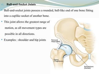 vi. Ball-and-Socket Joints
 Ball-and-socket joints possess a rounded, ball-like end of one bone fitting
into a cuplike socket of another bone.
 This joint allows the greatest range of
motion, as all movement types are
possible in all directions.
 Examples : shoulder and hip joints
 