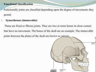  Functional classification
 Functionally joints are classified depending upon the degree of movements they
permit
1. Synarthroses (immovable)
These are fixed or fibrous joints. They are two or more bones in close contact
that have no movement. The bones of the skull are an example. The immovable
joints between the plates of the skull are known as sutures.
 