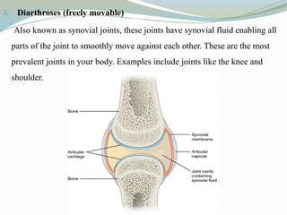 3. Diarthroses (freely movable)
Also known as synovial joints, these joints have synovial fluid enabling all
parts of the joint to smoothly move against each other. These are the most
prevalent joints in your body. Examples include joints like the knee and
shoulder.
 