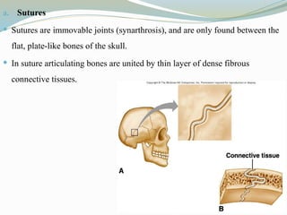 a. Sutures
 Sutures are immovable joints (synarthrosis), and are only found between the
flat, plate-like bones of the skull.
 In suture articulating bones are united by thin layer of dense fibrous
connective tissues.
 