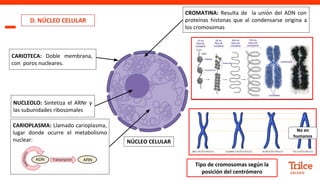 Célula eucariota quinto de secundaria Trilce colegio | PDF