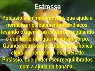 Estresse Potássio é um mineral vital, que ajuda a normalizar os batimentos cardíacos, levando oxigênio ao cérebro e regulando o equilíbrio de água no nosso corpo. Quando estressados, a taxa metabólica eleva-se, reduzindo os níveis de Potássio, que podem ser reequilibrados com a ajuda da banana.   