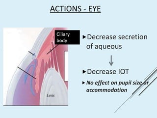 ACTIONS - EYE
Decrease secretion
of aqueous
Decrease IOT
No effect on pupil size or
accommodation
Ciliary
body
 