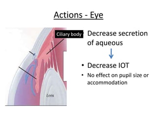 Actions - Eye
• Decrease secretion
of aqueous
• Decrease IOT
• No effect on pupil size or
accommodation
Ciliary body
 