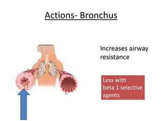Actions- Bronchus
Increases airway
resistance
Less with
beta 1 selective
agents
 