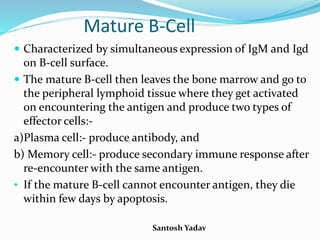 Santosh Yadav
Mature B-Cell
 Characterized by simultaneous expression of IgM and Igd
on B-cell surface.
 The mature B-cell then leaves the bone marrow and go to
the peripheral lymphoid tissue where they get activated
on encountering the antigen and produce two types of
effector cells:-
a)Plasma cell:- produce antibody, and
b) Memory cell:- produce secondary immune response after
re-encounter with the same antigen.
• If the mature B-cell cannot encounter antigen, they die
within few days by apoptosis.
 