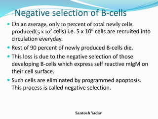 Santosh Yadav
Negative selection of B-cells
 On an average, only 10 percent of total newly cells
produced(5 x 10⁷ cells) i.e. 5 x 10⁶ cells are recruited into
circulation everyday.
 Rest of 90 percent of newly produced B-cells die.
 This loss is due to the negative selection of those
developing B-cells which express self reactive mIgM on
their cell surface.
 Such cells are eliminated by programmed apoptosis.
This process is called negative selection.
 