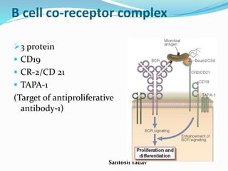 Santosh Yadav
B cell co-receptor complex
3 protein
 CD19
 CR-2/CD 21
 TAPA-1
(Target of antiproliferative
antibody-1)
 