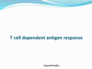 Santosh Yadav
T cell dependent antigen response
 
