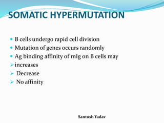 Santosh Yadav
SOMATIC HYPERMUTATION
 B cells undergo rapid cell division
 Mutation of genes occurs randomly
 Ag binding affinity of mIg on B cells may
increases
 Decrease
 No affinity
 