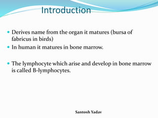 Santosh Yadav
Introduction
 Derives name from the organ it matures (bursa of
fabricus in birds)
 In human it matures in bone marrow.
 The lymphocyte which arise and develop in bone marrow
is called B-lymphocytes.
 