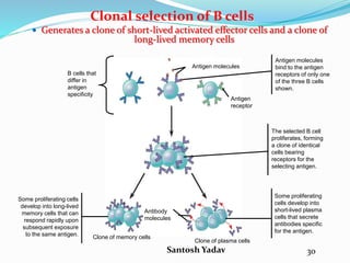 Santosh Yadav
Clonal selection of B cells
 Generates a clone of short-lived activated effector cells and a clone of
long-lived memory cells
Antigen molecules
Antigen
receptor
B cells that
differ in
antigen
specificity
Antibody
molecules
Clone of memory cells
Clone of plasma cells
Antigen molecules
bind to the antigen
receptors of only one
of the three B cells
shown.
The selected B cell
proliferates, forming
a clone of identical
cells bearing
receptors for the
selecting antigen.
Some proliferating
cells develop into
short-lived plasma
cells that secrete
antibodies specific
for the antigen.
Some proliferating cells
develop into long-lived
memory cells that can
respond rapidly upon
subsequent exposure
to the same antigen.
30
 