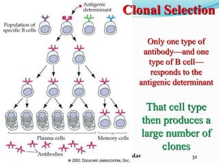 Santosh Yadav
Clonal Selection
Only one type of
antibody—and one
type of B cell—
responds to the
antigenic determinant
That cell type
then produces a
large number of
clones
32
 
