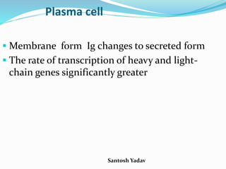 Santosh Yadav
Plasma cell
 Membrane form Ig changes to secreted form
 The rate of transcription of heavy and light-
chain genes significantly greater
 