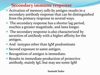 Santosh Yadav
Secondary immune response
 Activation of memory cells by antigen results in a
secondary antibody response that can be distinguished
from the primary response in several ways.
 The secondary response has a shorter lag period,
reaches a greater magnitude, and lasts longer.
 The secondary response is also characterized by
secretion of antibody with a higher affinity for the
antigen,
 And isotypes other than IgM predominate
 Second exposure to same antigen.
 Recognition of antigen is immediate.
 Results in immediate production of protective
antibody, mainly IgG but may see some IgM
 