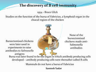 Santosh Yadav
The discovery of B cell immunity
1954 - Bruce Glick
Studies on the function of the bursa of Fabricius, a lymphoid organ in the
cloacal region of the chicken
Bursectomised chickens
were later used in
experiments to raise
antibodies to Salmonella
antigens
None of the
bursectomised
chickens made anti-
Salmonella
antibodies
Bursa was later found to be the organ in which antibody producing cells
developed – antibody producing cells were thereafter called B cells
Mammals do not have a bursa of Fabricius
 