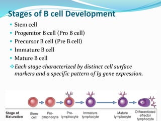 Santosh Yadav
Stages of B cell Development
 Stem cell
 Progenitor B cell (Pro B cell)
 Precursor B cell (Pre B cell)
 Immature B cell
 Mature B cell
Each stage characterized by distinct cell surface
markers and a specific pattern of Ig gene expression.
 