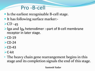 Santosh Yadav
Pro -B-cell
 Is the earliest recognisable B-cell stage.
 It has following surface marker:-
CD -45
Igα and Igᵦ heterodimer :-part of B-cell membrane
receptor in later stage.
CD-19
CD-24
CD-43
C-kit
• The heavy chain gene rearrangement begins in this
stage and its completion signals the end of this stage.
 