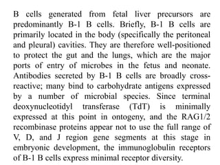 B cells generated from fetal liver precursors are
predominantly B-1 B cells. Briefly, B-1 B cells are
primarily located in the body (specifically the peritoneal
and pleural) cavities. They are therefore well-positioned
to protect the gut and the lungs, which are the major
ports of entry of microbes in the fetus and neonate.
Antibodies secreted by B-1 B cells are broadly cross-
reactive; many bind to carbohydrate antigens expressed
by a number of microbial species. Since terminal
deoxynucleotidyl transferase (TdT) is minimally
expressed at this point in ontogeny, and the RAG1/2
recombinase proteins appear not to use the full range of
V, D, and J region gene segments at this stage in
embryonic development, the immunoglobulin receptors
of B-1 B cells express minimal receptor diversity.
 