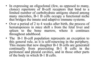 • In expressing an oligoclonal (few, as opposed to many,
clones) repertoire of B-cell receptors that bind to a
limited number of carbohydrate antigens shared among
many microbes, B-1 B cells occupy a functional niche
that bridges the innate and adaptive immune systems.
• Over a period of 2 to 4 weeks after birth, the process of
hematopoiesis in mice shift s from the fetal liver and
spleen to the bone marrow, where it continues
throughout adulthood.
• The B-1 B-cell population represents an exception to
this general rule, as it is self-renewing in the periphery.
This means that new daughter B-1 B cells are generated
continually from preexisting B-1 B cells in the
peritoneal and pleural cavities, and in those other parts
of the body in which B-1 B cells.
 