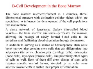 B-Cell Development in the Bone Marrow
The bone marrow microenvironment is a complex, three-
dimensional structure with distinctive cellular niches which are
specialized to influence the development of the cell populations
that mature there.
A dense network of fenestrated (leaky) thin-walled blood
vessels— the bone marrow sinusoids—permeates the marrow,
allowing the passage of newly formed blood cells to the
periphery and facilitating blood circulation through the marrow.
In addition to serving as a source of hematopoietic stem cells,
bone marrow also contains stem cells that can differentiate into
adipocytes (fat cells), chondrocytes (cartilage cells), osteocytes
(bone cells), myocytes (muscle cells), and potentially other types
of cells as well. Each of these diff erent classes of stem cells
requires specific sets of factors, secreted by particular bone
marrow stromal cells to enable their proper differentiation.
 