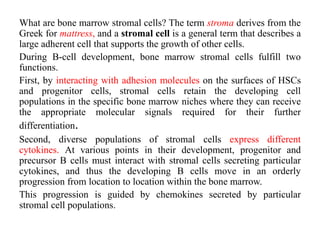 What are bone marrow stromal cells? The term stroma derives from the
Greek for mattress, and a stromal cell is a general term that describes a
large adherent cell that supports the growth of other cells.
During B-cell development, bone marrow stromal cells fulfill two
functions.
First, by interacting with adhesion molecules on the surfaces of HSCs
and progenitor cells, stromal cells retain the developing cell
populations in the specific bone marrow niches where they can receive
the appropriate molecular signals required for their further
differentiation.
Second, diverse populations of stromal cells express different
cytokines. At various points in their development, progenitor and
precursor B cells must interact with stromal cells secreting particular
cytokines, and thus the developing B cells move in an orderly
progression from location to location within the bone marrow.
This progression is guided by chemokines secreted by particular
stromal cell populations.
 