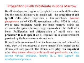 Progenitor B Cells Proliferate in Bone Marrow
B-cell development begins as lymphoid stem cells differentiate
into the earliest distinctive B-lineage cell—the progenitor B cell
(pro-B cell)—which expresses a transmembrane tyrosine
phosphatase called CD45R (sometimes called B220 in mice).
Pro-B cells proliferate within the bone marrow, filling the
extravascular spaces between large sinusoids in the shaft of a
bone. Proliferation and differentiation of pro-B cells into
precursor B cells (pre-B cells) requires the microenvironment
provided by the bone-marrow stromal cells.
If pro-B cells are removed from the bone marrow and cultured in
vitro, they will not progress to more mature B-cell stages unless
stromal cells are present. The stromal cells play two important
roles: they interact directly with pro-B and pre-B cells, and they
secrete various cytokines, notably IL-7, that support the
developmental process.
 