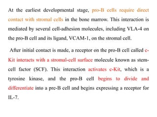 At the earliest developmental stage, pro-B cells require direct
contact with stromal cells in the bone marrow. This interaction is
mediated by several cell-adhesion molecules, including VLA-4 on
the pro-B cell and its ligand, VCAM-1, on the stromal cell.
After initial contact is made, a receptor on the pro-B cell called c-
Kit interacts with a stromal-cell surface molecule known as stem-
cell factor (SCF). This interaction activates c-Kit, which is a
tyrosine kinase, and the pro-B cell begins to divide and
differentiate into a pre-B cell and begins expressing a receptor for
IL-7.
 