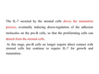The IL-7 secreted by the stromal cells drives the maturation
process, eventually inducing down-regulation of the adhesion
molecules on the pre-B cells, so that the proliferating cells can
detach from the stromal cells.
At this stage, pre-B cells no longer require direct contact with
stromal cells but continue to require IL-7 for growth and
maturation.
 