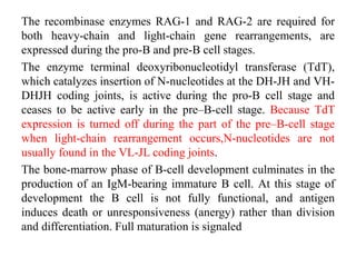 The recombinase enzymes RAG-1 and RAG-2 are required for
both heavy-chain and light-chain gene rearrangements, are
expressed during the pro-B and pre-B cell stages.
The enzyme terminal deoxyribonucleotidyl transferase (TdT),
which catalyzes insertion of N-nucleotides at the DH-JH and VH-
DHJH coding joints, is active during the pro-B cell stage and
ceases to be active early in the pre–B-cell stage. Because TdT
expression is turned off during the part of the pre–B-cell stage
when light-chain rearrangement occurs,N-nucleotides are not
usually found in the VL-JL coding joints.
The bone-marrow phase of B-cell development culminates in the
production of an IgM-bearing immature B cell. At this stage of
development the B cell is not fully functional, and antigen
induces death or unresponsiveness (anergy) rather than division
and differentiation. Full maturation is signaled
 