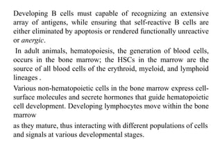 Developing B cells must capable of recognizing an extensive
array of antigens, while ensuring that self-reactive B cells are
either eliminated by apoptosis or rendered functionally unreactive
or anergic.
In adult animals, hematopoiesis, the generation of blood cells,
occurs in the bone marrow; the HSCs in the marrow are the
source of all blood cells of the erythroid, myeloid, and lymphoid
lineages .
Various non-hematopoietic cells in the bone marrow express cell-
surface molecules and secrete hormones that guide hematopoietic
cell development. Developing lymphocytes move within the bone
marrow
as they mature, thus interacting with different populations of cells
and signals at various developmental stages.
 