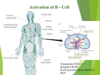 B cell generation-activation_and_differentiation | PPT