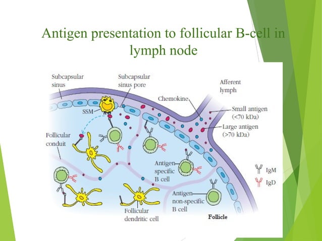 B cell generation-activation_and_differentiation | PPT | Endocrine and ...