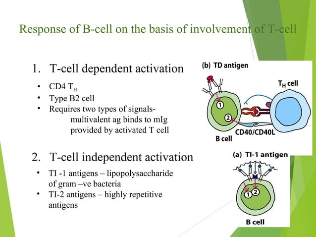 B cell generation-activation_and_differentiation | PPT | Endocrine and ...