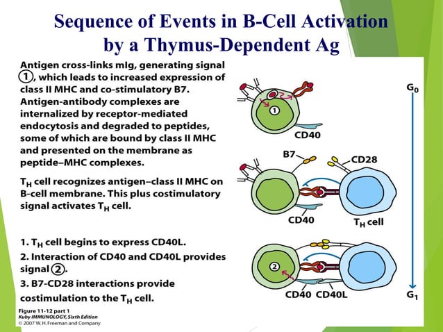 B Cell Generation Activation And Differentiation Ppt