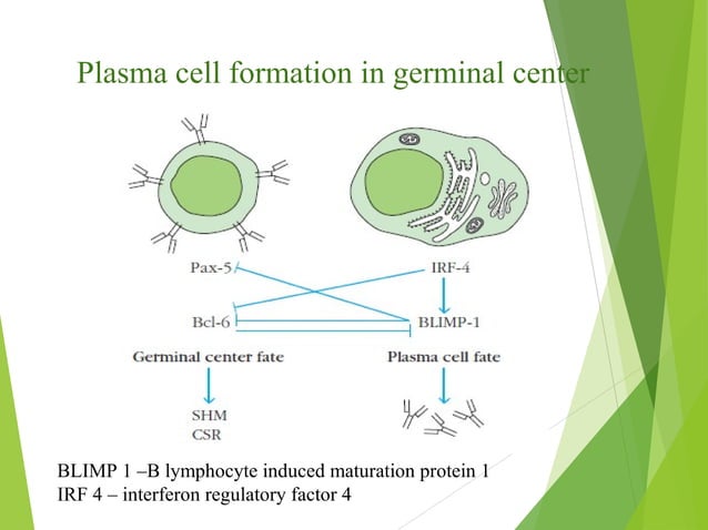 B cell generation-activation_and_differentiation | PPT | Endocrine and ...