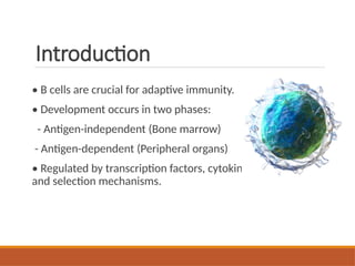 B Cell Maturation and development's regulation - IMMUNOLOGY | PPTX