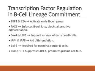 B Cell Maturation and development's regulation - IMMUNOLOGY | PPTX