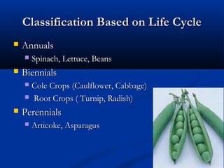 Classification Based on Life CycleClassification Based on Life Cycle
 AnnualsAnnuals
 Spinach, Lettuce, BeansSpinach, Lettuce, Beans
 BiennialsBiennials
 Cole Crops (Caulflower, Cabbage)Cole Crops (Caulflower, Cabbage)
 Root Crops ( Turnip, Radish)Root Crops ( Turnip, Radish)
 PerennialsPerennials
 Articoke, AsparagusArticoke, Asparagus
 