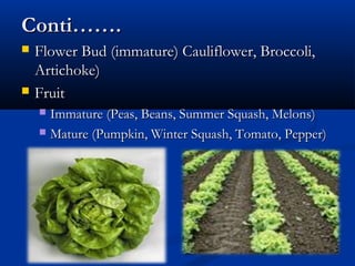 Conti…….Conti…….
 Flower Bud (immature) Cauliflower, Broccoli,Flower Bud (immature) Cauliflower, Broccoli,
Artichoke)Artichoke)
 FruitFruit
 Immature (Peas, Beans, Summer Squash, Melons)Immature (Peas, Beans, Summer Squash, Melons)
 Mature (Pumpkin, Winter Squash, Tomato, Pepper)Mature (Pumpkin, Winter Squash, Tomato, Pepper)
 