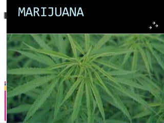 MARIJUANA
 