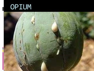 OPIUM
 