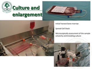 Initial harvest bone marrow
Spread Cell Stack
Microscopically assessment of the sample
celularity and brooding culture
Culture andCulture and
enlargementenlargement
 