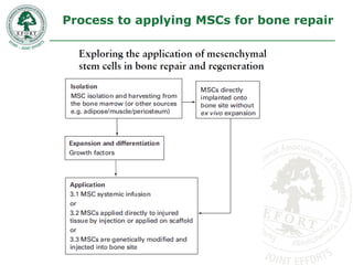Process to applying MSCs for bone repair
 