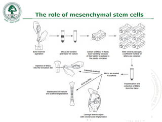 The role of mesenchymal stem cells
 