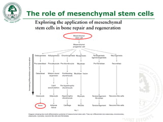 The role of mesenchymal stem cells
 
