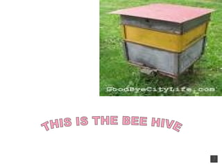 THIS IS THE BEE HIVE