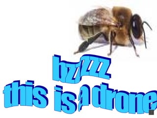 bzzzzz this is a drone