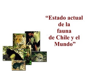 “ Estado actual  de la  fauna  de Chile y el  Mundo” 