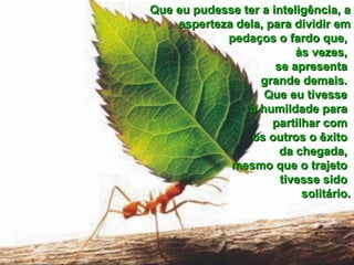 Que eu pudesse ter a inteligência, a esperteza dela, para dividir em pedaços o fardo que,  às vezes,  se apresenta  grande demais.  Que eu tivesse  a humildade para  partilhar com  os outros o êxito  da chegada,  mesmo que o trajeto  tivesse sido  solitário. 
